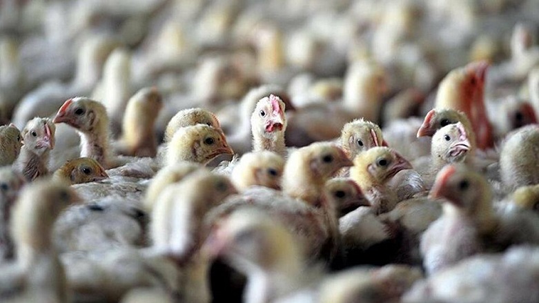 İngiltere'de kuş gribi salgını 